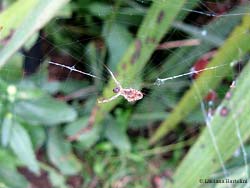 Uloborus sp.