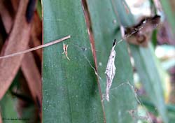 Uloborus sp. ragno piccolo