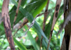 Uloborus sp.