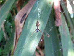 Uloboride che ha catturato un insetto