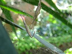 Uloborus con ovisacchi