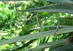 Uloborus sp.