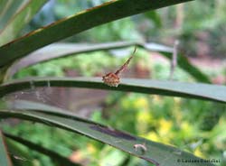 Uloborus dal corpo bianco