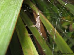 Uloboridae piccolo