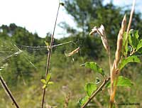 Uloborus sulla tela