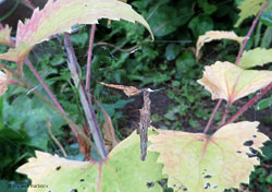 Uloborus sp. con ovisacco