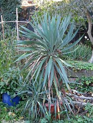 Pianta di Yucca, dalle foglie acuminate