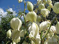 Fiore della Yucca