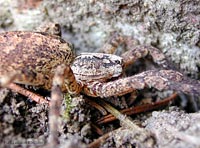 Zoropsidae