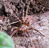 Zoropsidae