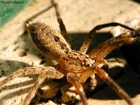 Ragno Zoropsis spinimana maschio fotografato sulla soglia della finestra