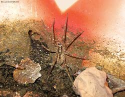 Ragno Zoropsis femmina