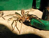 Ragno Zoropsis spinimana fotografato sulla soglia della finestra