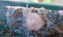 piccoli di Zoropsidae intorno al loro cocoon