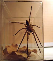 Zoropsis spinimana maschio