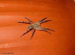 Zoropsis