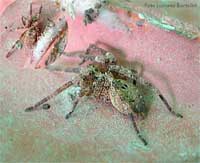Ragno Zoropsis