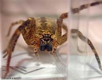 Zoropsis spinimana femmina