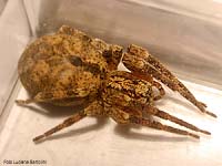 Zoropsis spinimana femmina