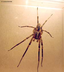 Zoropsis spinimana maschio