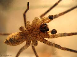 Zoropsis spinimana maschio