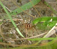 Agelena labyrinthica sulla ragnatela