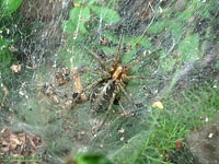 Agelena labyrinthica