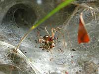 Due ragni sulla ragnatela