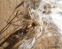 Tegenaria sp.