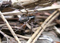 Textrix denticulata sul terreno