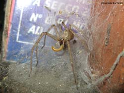 Ragno Tegenaria