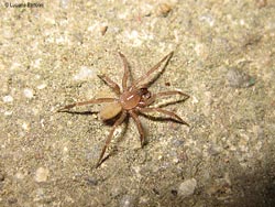 Clubiona sp.