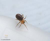 Zodarion sp.
