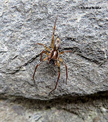 Liocranum rupicola