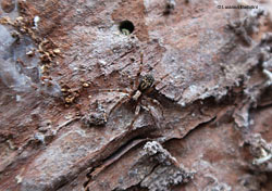 Liocranum rupicola