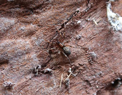 Liocranum rupicola