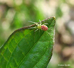 Piccolo ragno Nigma sp.