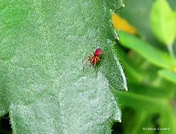 Nigma flavescens