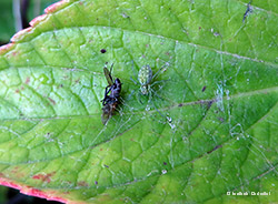 Piccolo ragno verde Nigma walckenaeri