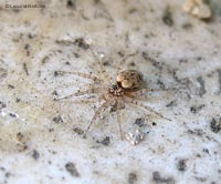 Oecobiidae sp