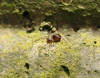 Zodarion sp.