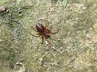 Zodarion sp.