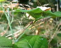 Linyphia triangularis