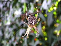Araneus diadematus al centro della sua grande tela Araneus diadematus al centro della sua grande tela