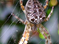 Araneus diadematus Araneus diadematus