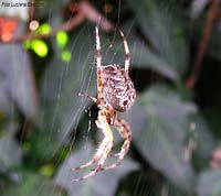 Araneus diadematus