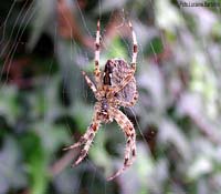 femmina di Araneus diadematus femmina di Araneus diadematus