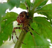 Araneus diadematus nascosto sotto a della foglie