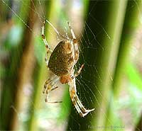 Araneus Diadematus chiaro