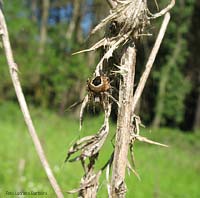 Agalenatea redii su una arbusto spinoso